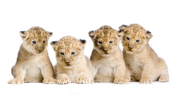 Lion Cub - Photo, Image