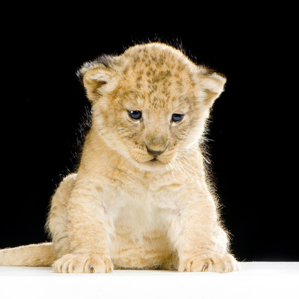 Leeuw cub zitten - Foto, afbeelding