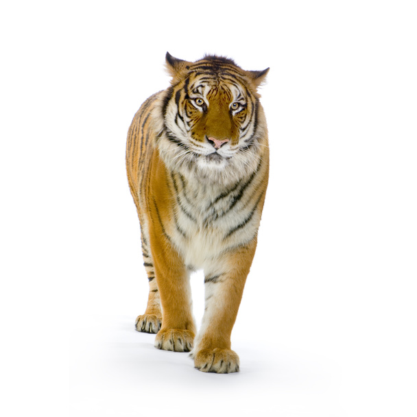 Тигр встает
 - Фото, изображение