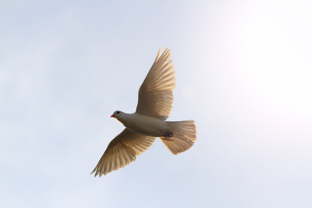 Pigeon vole vers le ciel au lever du soleil avec des ailes droites avec hotspot ensoleillé
 - Photo, image