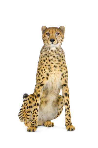 Cheetah sitting - Photo, Image