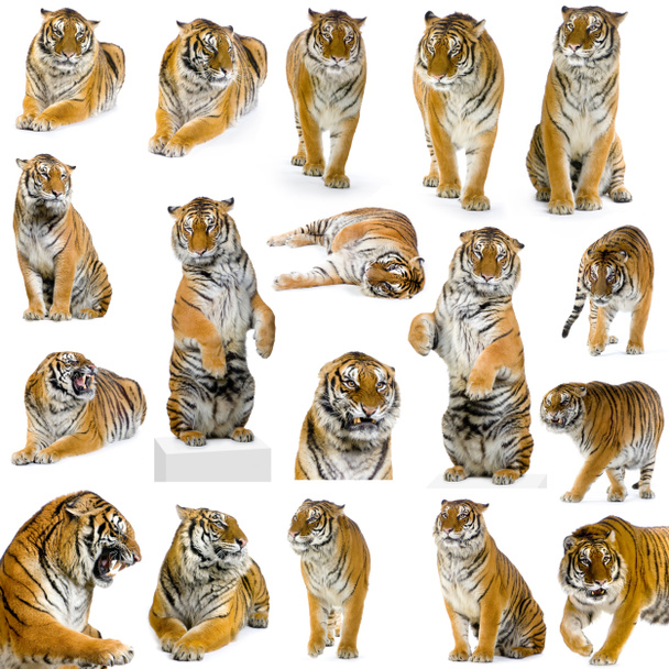 18 tigres
 - Foto, Imagen
