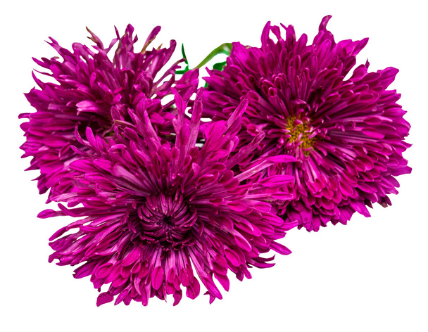 Krizantém virág levelei rózsaszín  - Fotó, kép