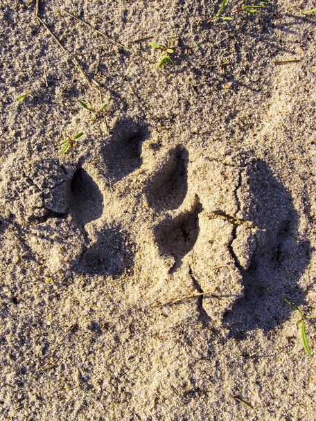 Pies ślad na piasku - Zdjęcie, obraz