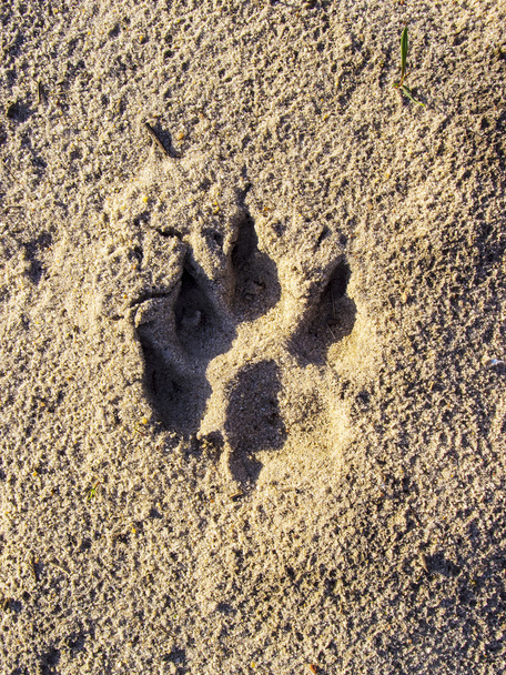 Empreinte de chien dans le sable
 - Photo, image