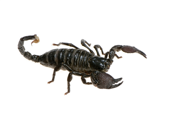 Emperor scorpion - Photo, Image
