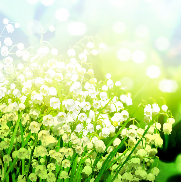 κρίνος της κοιλάδας. Ανοιξιάτικα λουλούδια του Μαΐου. Ανοιξιάτικο τοπίο - Φωτογραφία, εικόνα