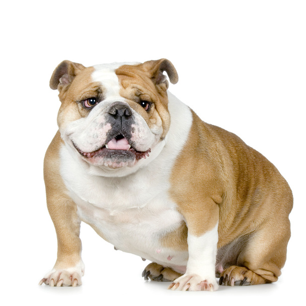 Bulldog inglese - Foto, immagini