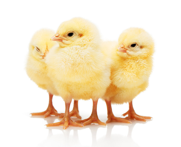 Three small yellow chickens isolated on white background - Fotografie, Obrázek