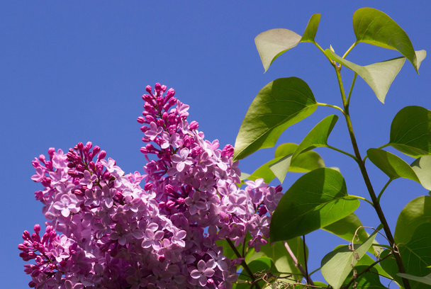 Lilac Leavesイメージ 写真素材との写真lilac Leaves