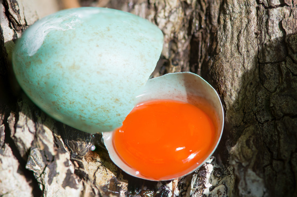 Melro (Turdus merula) ovo quebrado com gema
 - Foto, Imagem