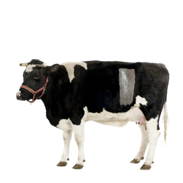 krowy przed białym tle - Zdjęcie, obraz