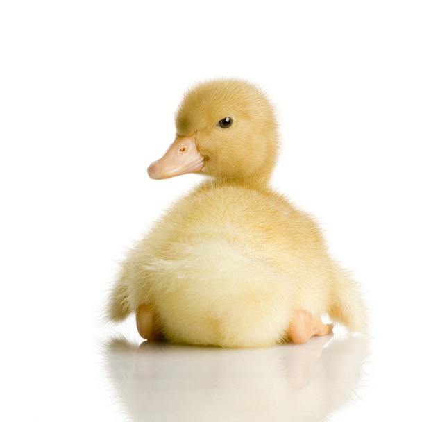 Duckling four days - Photo, Image