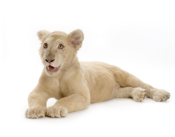 White Lion Cub (5 měsíců) - Fotografie, Obrázek