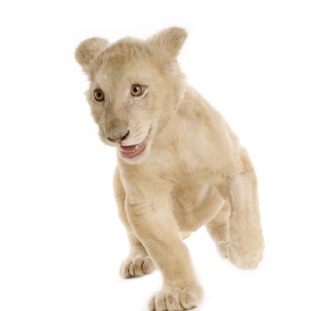 Cachorro león blanco (5 meses
) - Foto, Imagen