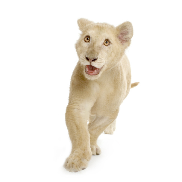 Cachorro león blanco (5 meses
) - Foto, Imagen