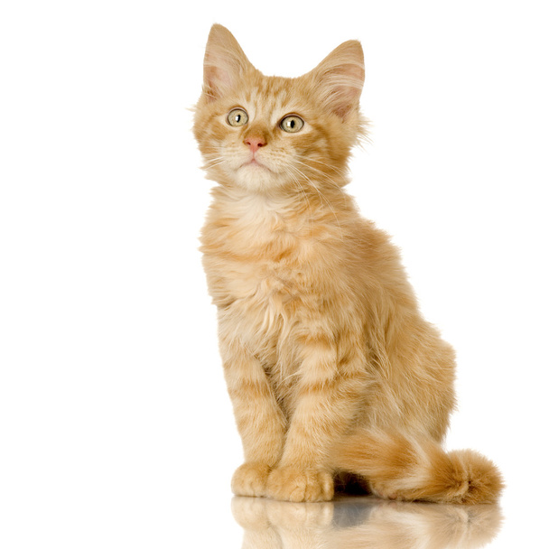 Ginger Cat kitten - Φωτογραφία, εικόνα