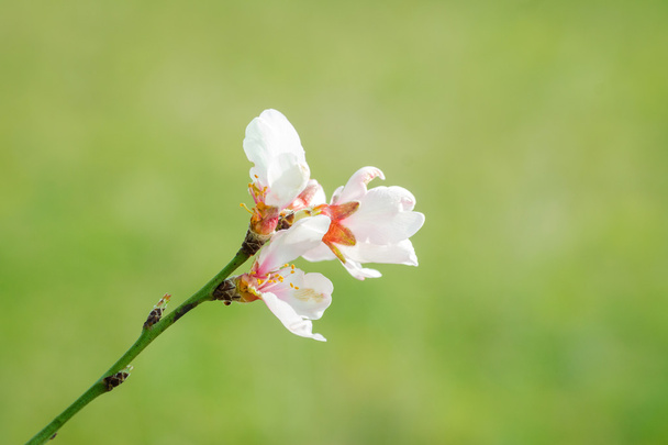 Цветущий персиковый цветок весной
. - Фото, изображение