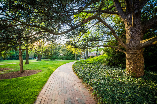 Trees along a walkway at Johns Hopkins University, in Baltimore, - 写真・画像