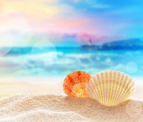  seashell on the sandy beach  - Photo, Image
