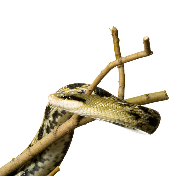Rat snake - Foto, imagen