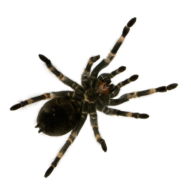 Mexicaanse redknee tarantula onder - Foto, afbeelding