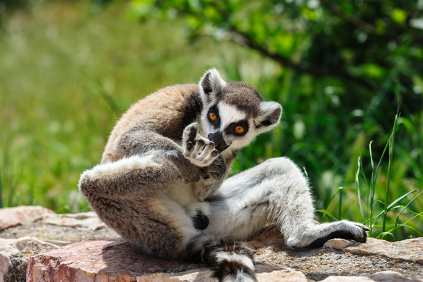 Lemur de cola anillada lame su pierna
 - Foto, imagen