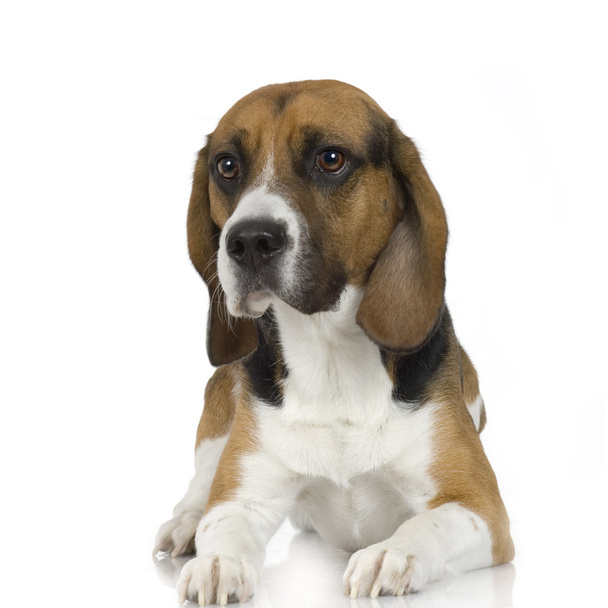 Beagle (2 years) - Photo, Image