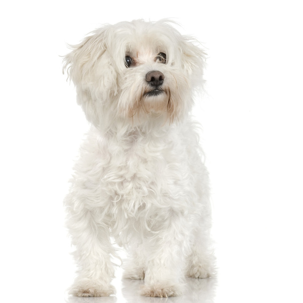 Maltan koira (4vuotta
) - Valokuva, kuva