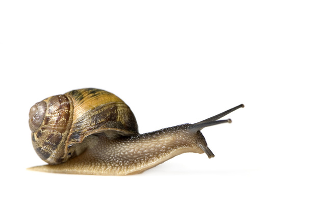Garden snail - Fotografie, Obrázek