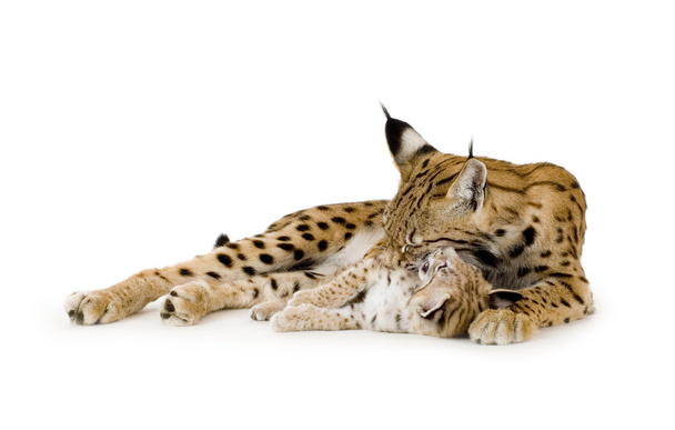 Lynx (2 jaar) en haar cub (2 mounths) - Foto, afbeelding