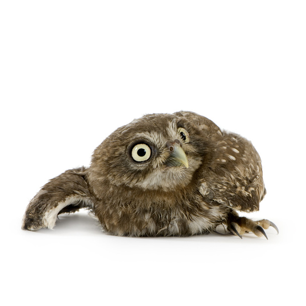 Young owl (4 weeks) - Zdjęcie, obraz