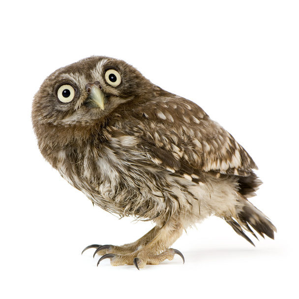 Young owl (4 weeks) - Photo, image