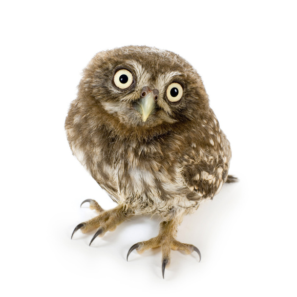 Young owl (4 weeks) - Foto, Imagen