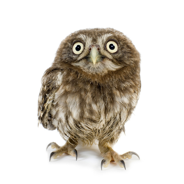 Young owl (4 weeks) - Foto, Bild