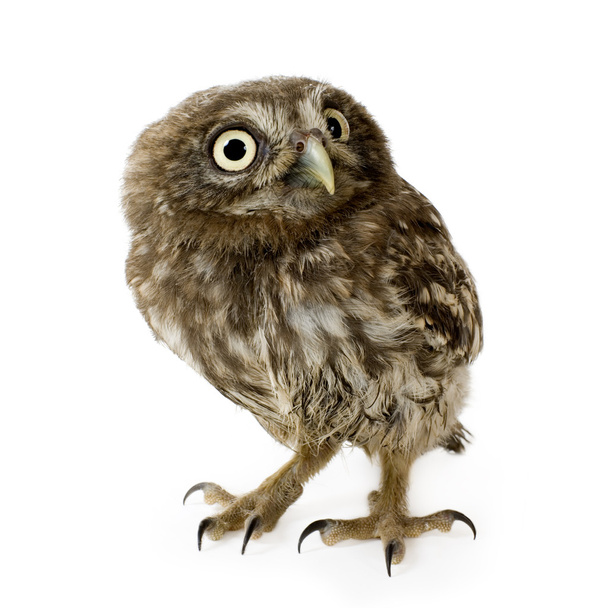 Young owl (4 weeks) - Фото, зображення
