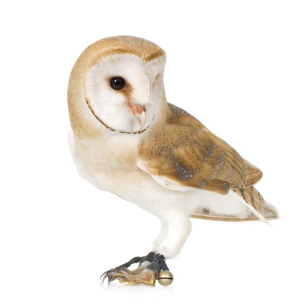 Common Barn Owl (4 mounths) - Foto, immagini