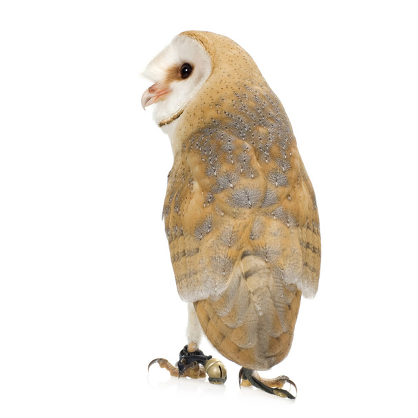 Gemeenschappelijke Barn Owl (4 mounths) - Foto, afbeelding
