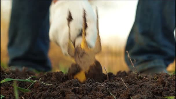 Erdbeersetzling pflanzen - Filmmaterial, Video