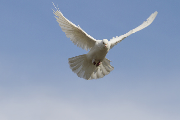 bird symbol of peace - Фото, зображення