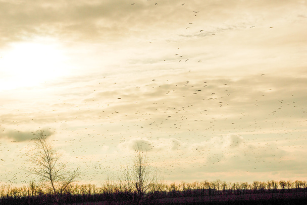 Небо, полное птиц
 - Фото, изображение