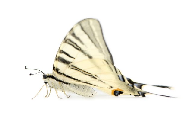 Nyelőfarkú pillangó - Fotó, kép