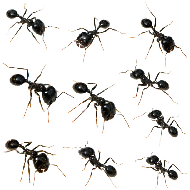 10 fourmis noires
 - Photo, image