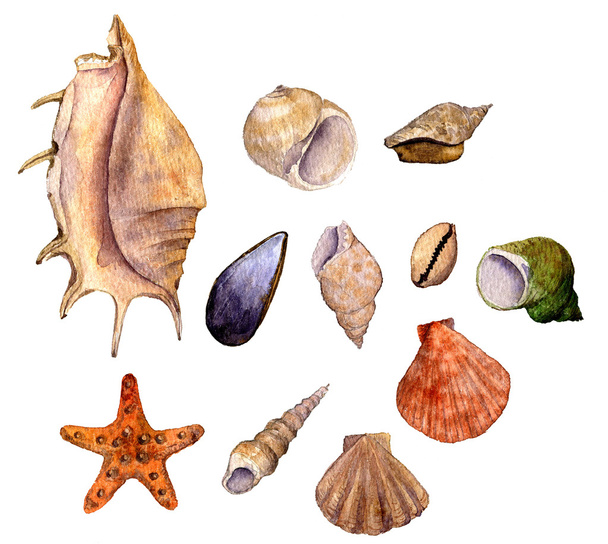 set of watercolor drawing shells - Fotoğraf, Görsel