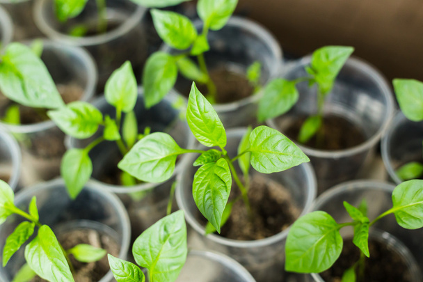 Pots of pepper seedling - Фото, зображення