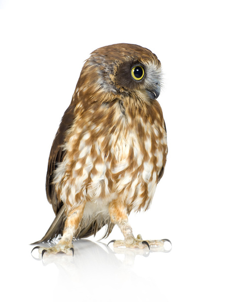 New Zealand owl - Фото, зображення