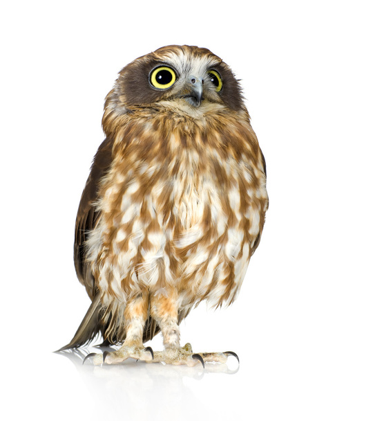 New Zealand owl - Foto, Imagem