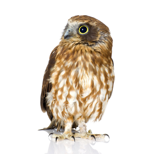 New Zealand owl - Foto, Imagem