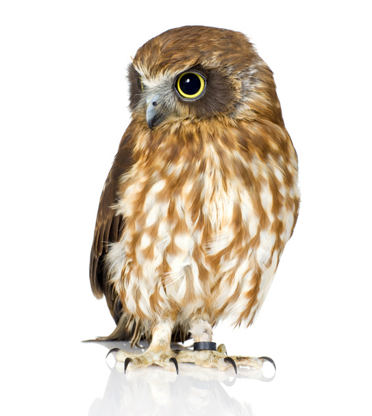 New Zealand owl - Photo, image