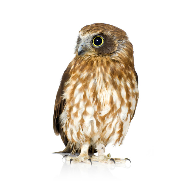 New Zealand owl - Φωτογραφία, εικόνα
